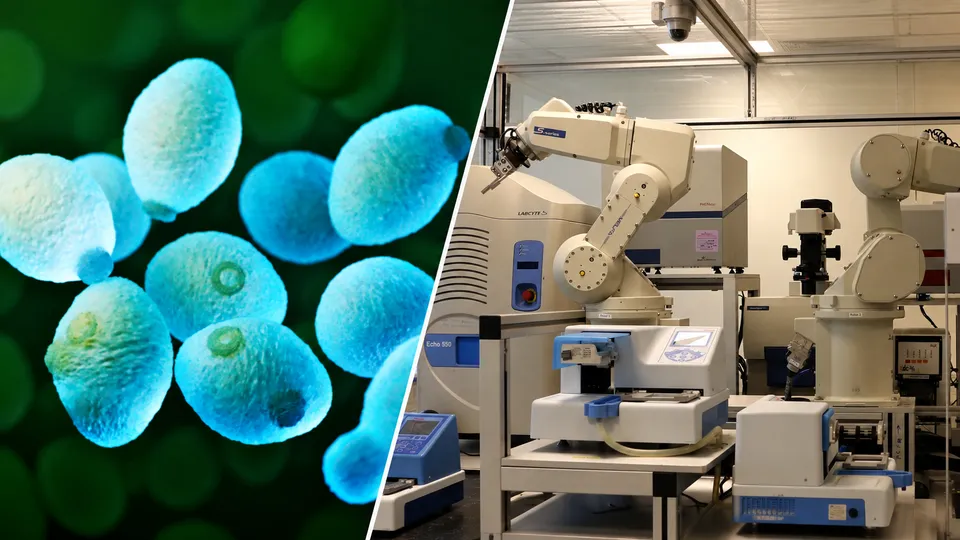 瑞典团队开发闭环AI科学家，自主提出并验证酵母生物学新发现